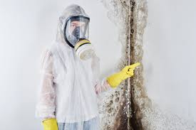 Why You Should Choose Our Mold Remediation Services in Elm Springs, AR